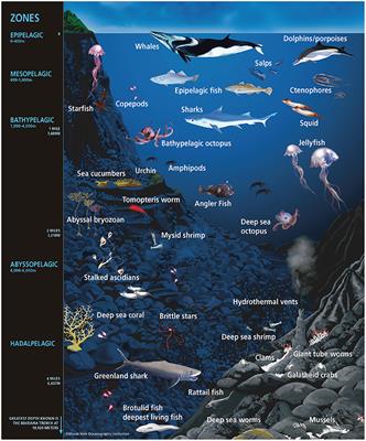 Marine Animal Microbiomes: Toward Understanding Host–Microbiome Interactions in a Changing Ocean